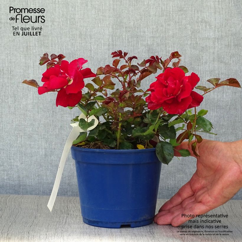 Esemplare di Rosa tappezzante Alcantara (NOAre) Vaso da 2L/3L consegnato in estate