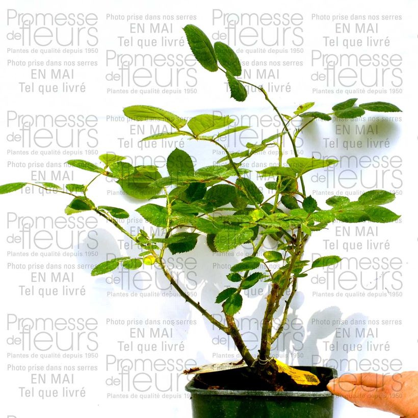 Esempio di esemplare Rosa Eliza Vaso da 4L/5L come consegnato