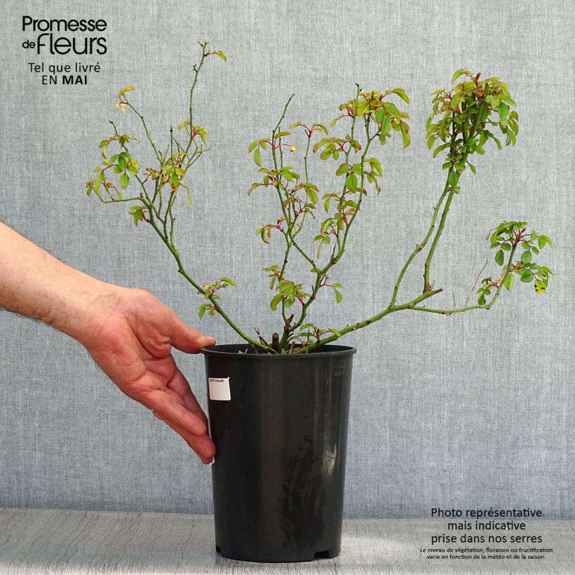 Rosa Rigo Rosen Fortuna Vaso da 2L/3L esemplare consegnato in primavera