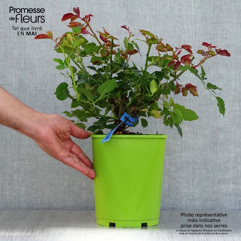 Rosa Generosa Agnès Schilliger Vaso da 4L/5L esemplare consegnato in primavera