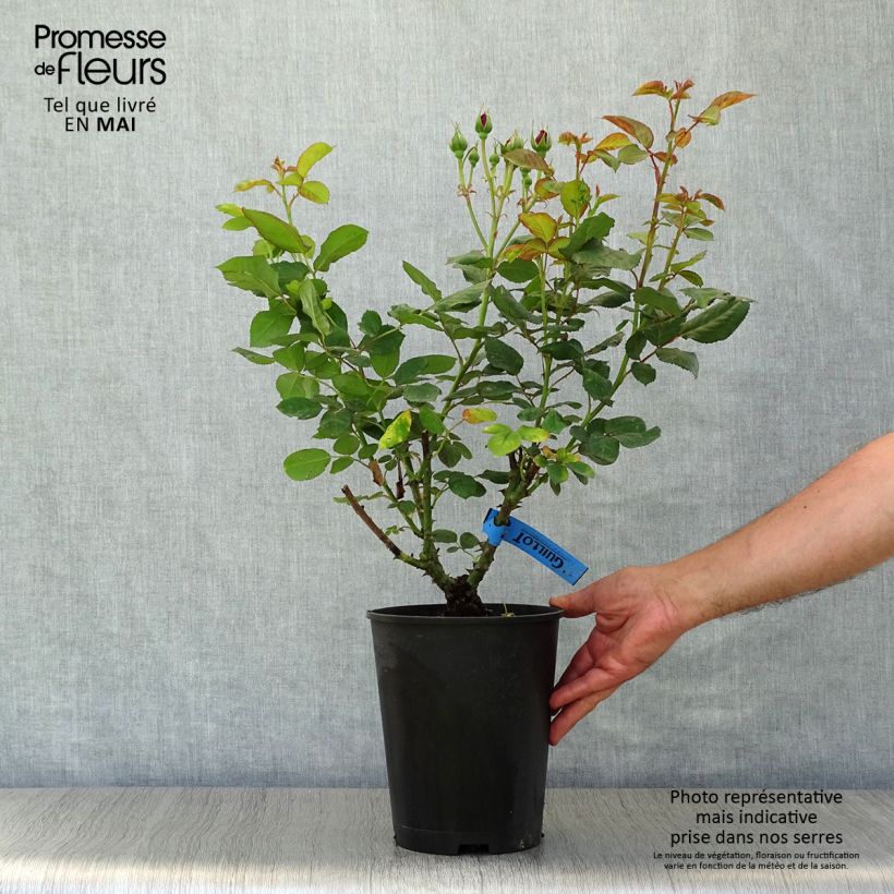 Rosa Generosa Bicentenaire de Guillot Vaso da 4L/5L esemplare consegnato in primavera