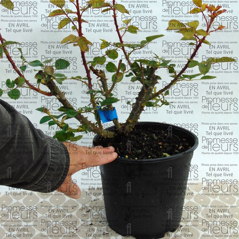 Esempio di esemplare Rosa Generosa Bruno Perpoint Vaso da 4L/5L come consegnato