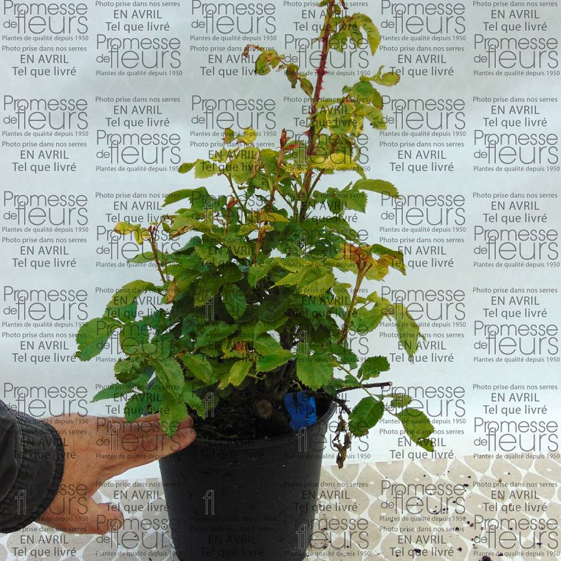 Esempio di esemplare Rosa Generosa Chantal Mérieux Vaso da 4L/5L come consegnato