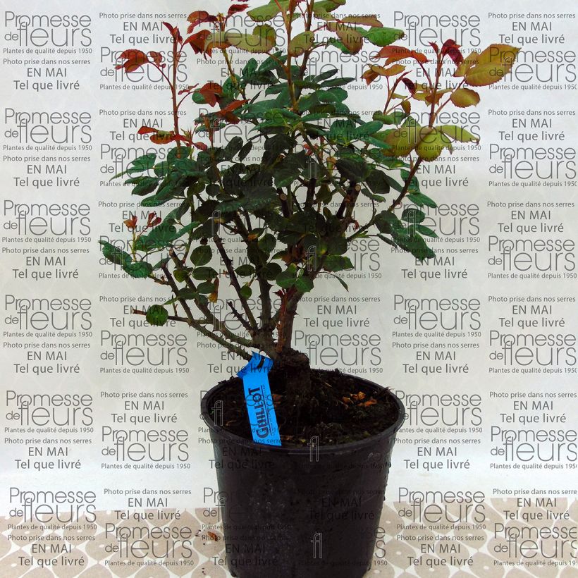 Esempio di esemplare Rosa Generosa Elodie Gossuin Vaso da 4L/5L come consegnato