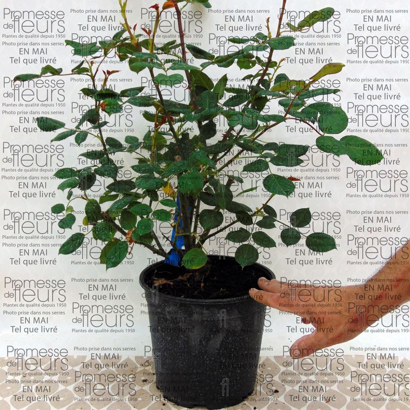 Esempio di esemplare Rosa Generosa Festival des Jardins de Chaumont Vaso da 4L/5L come consegnato