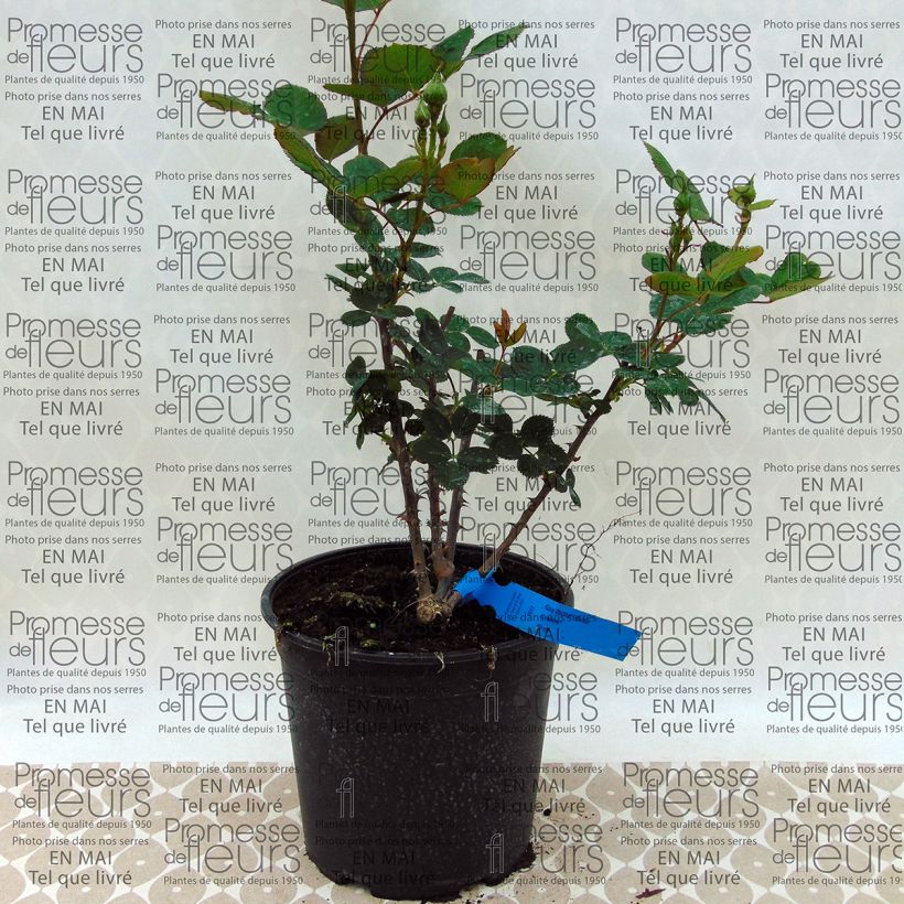 Esempio di esemplare Rosa Generosa Guy Darmet Vaso da 4L/5L come consegnato