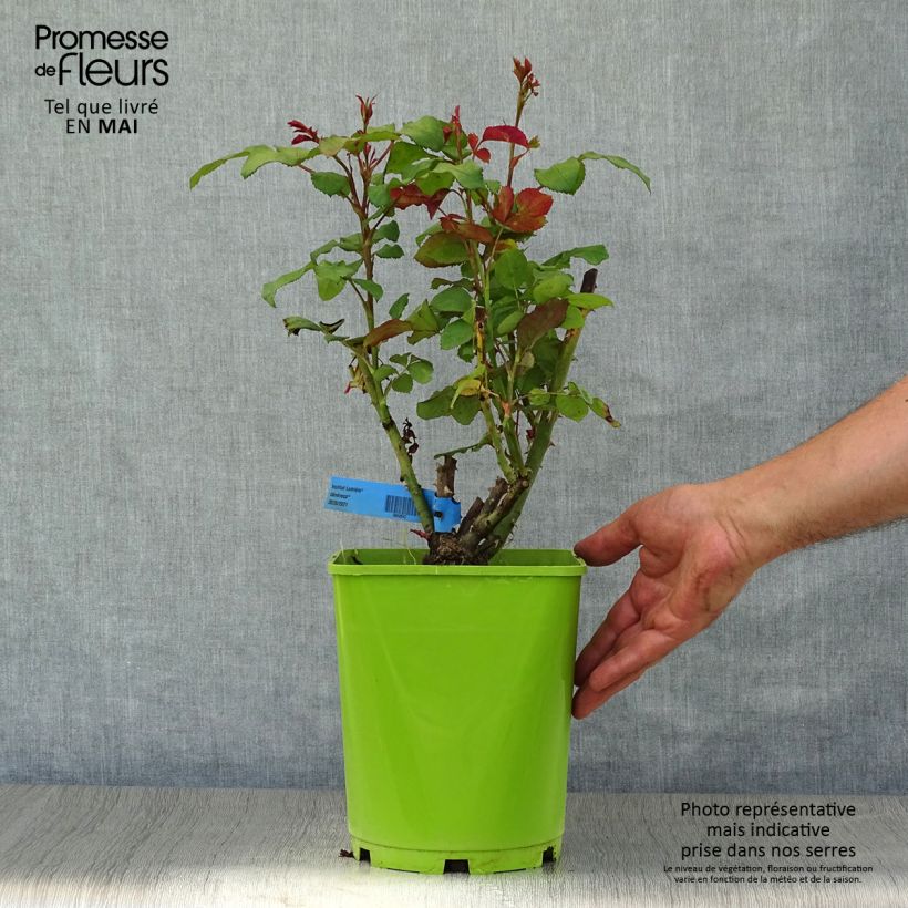 Rosa Generosa Institut Lumière Vaso da 4L/5L esemplare consegnato in primavera