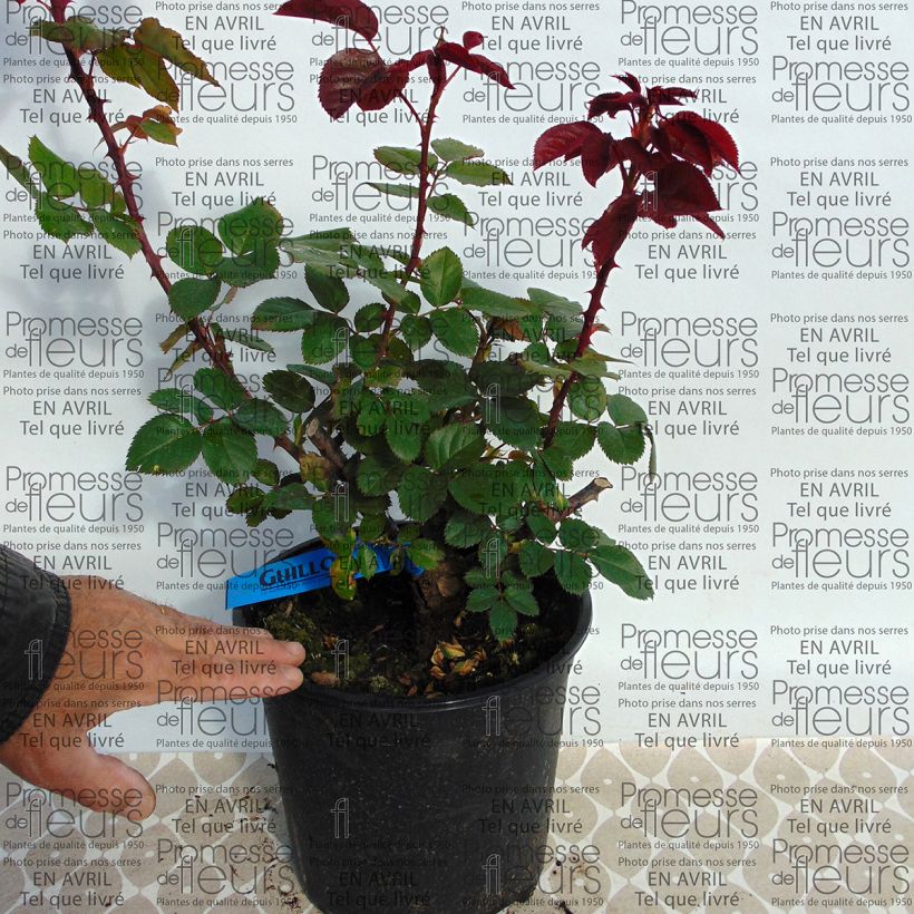 Esempio di esemplare Rosa Generosa L'Ami des Jardins Vaso da 4L/5L come consegnato