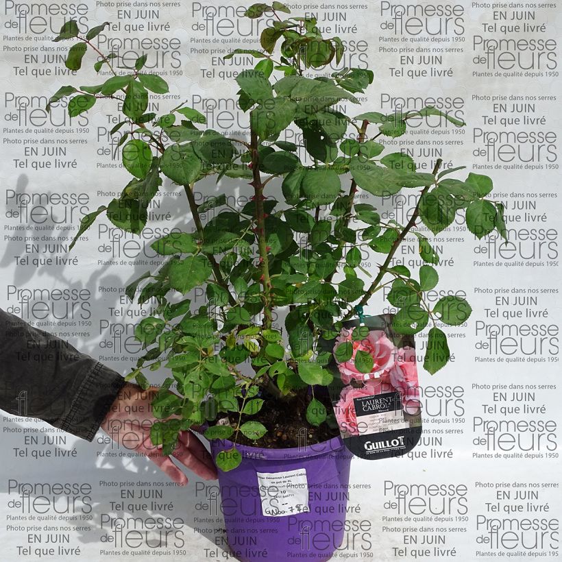 Esempio di esemplare Rosa Generosa Laurent Cabrol Vaso da 4L/5L come consegnato