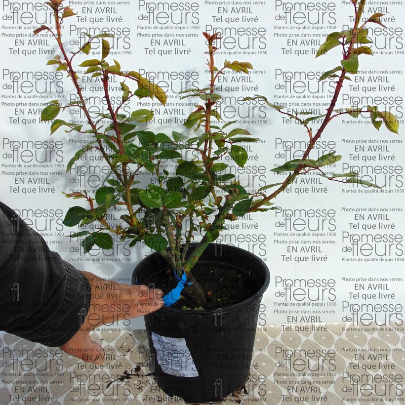 Esempio di esemplare Rosa Generosa Martine Guillot Vaso da 4L/5L come consegnato