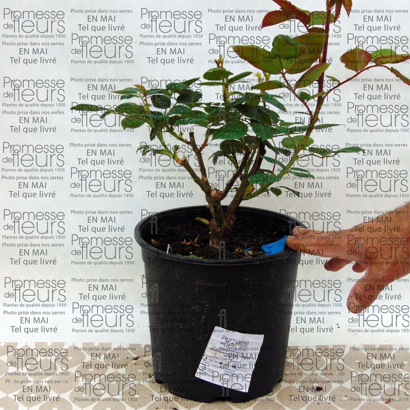 Esempio di esemplare Rosa Generosa Michel Jonasz Vaso da 4L/5L come consegnato
