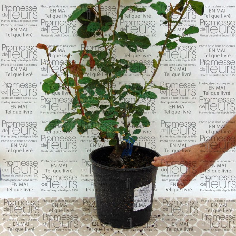 Esempio di esemplare Rosa Generosa Morabito Vaso da 4L/5L come consegnato