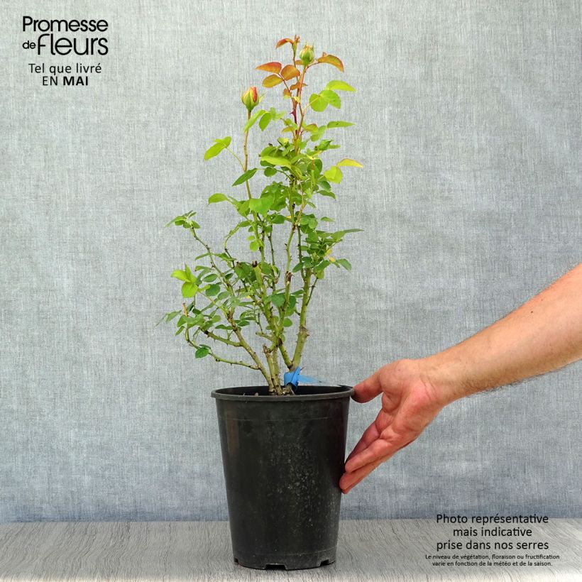 Rosa Generosa Nelson Monfort Vaso da 4L/5L esemplare consegnato in primavera