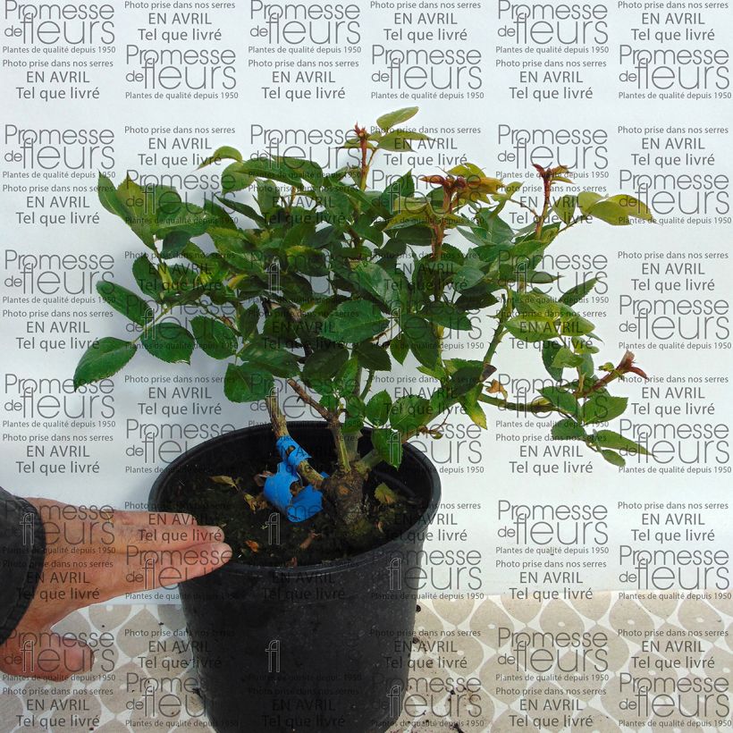 Esempio di esemplare Rosa Generosa Nicole Mioulane Vaso da 4L/5L come consegnato