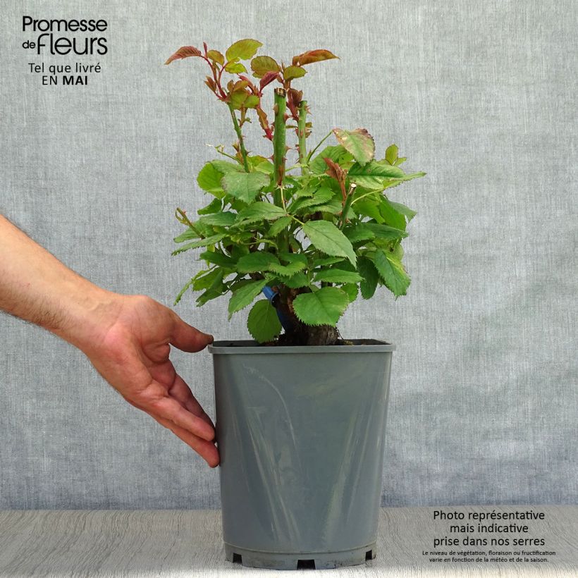 Rosa Generosa Paul Bocuse Vaso da 4L/5L esemplare consegnato in primavera