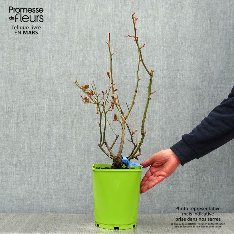Rosa Generosa William Christie Vaso da 4L/5L esemplare consegnato in inverno