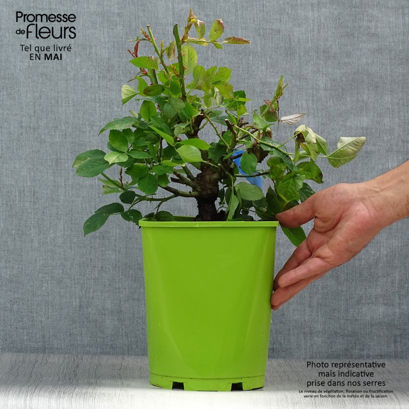 Rosa Generosa William Christie Vaso da 4L/5L esemplare consegnato in primavera