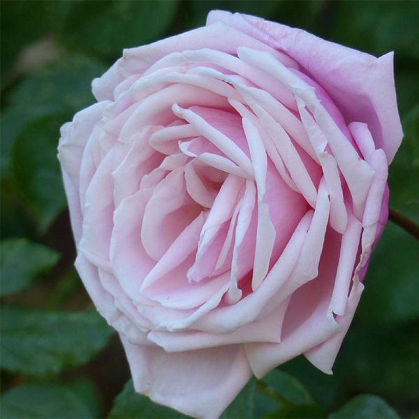 Rosa rampicante Blossomtime (Fioritura)
