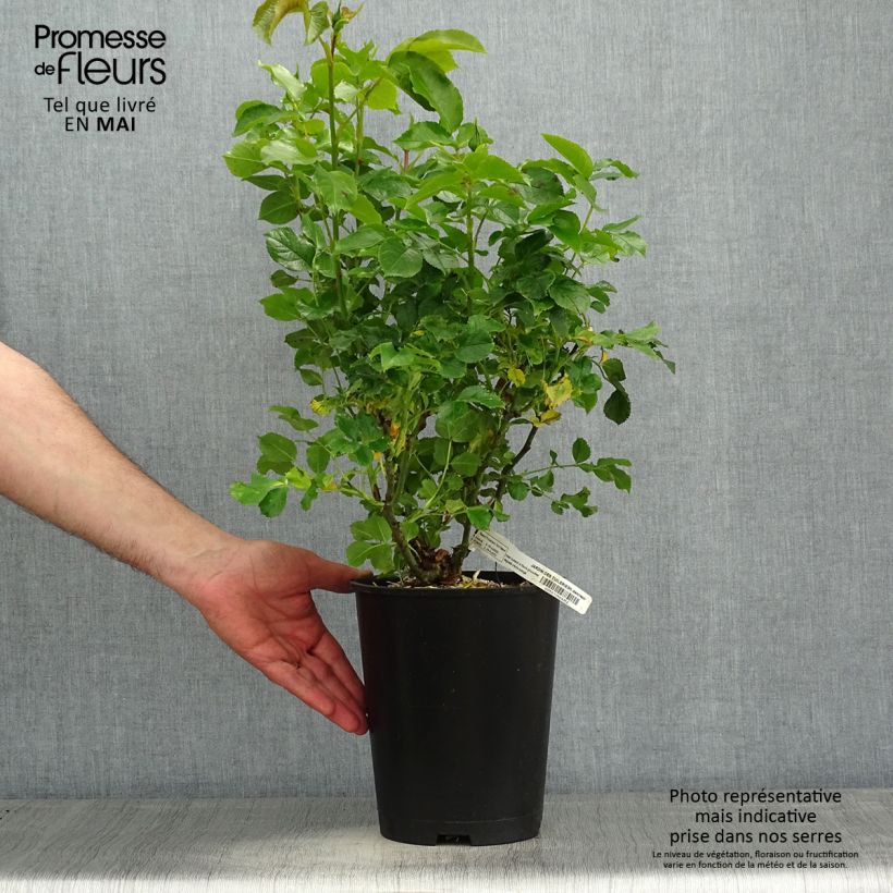 Rosa Jardin des Tuileries Vaso da 3L/4L esemplare consegnato in primavera
