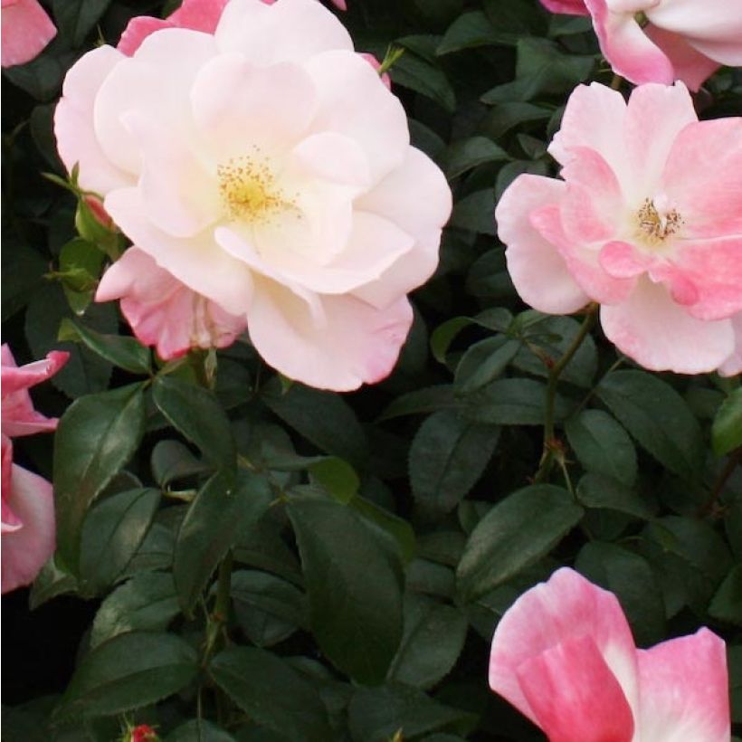 Rosa polyantha Nectar Garden Roseromantic (Fogliame)
