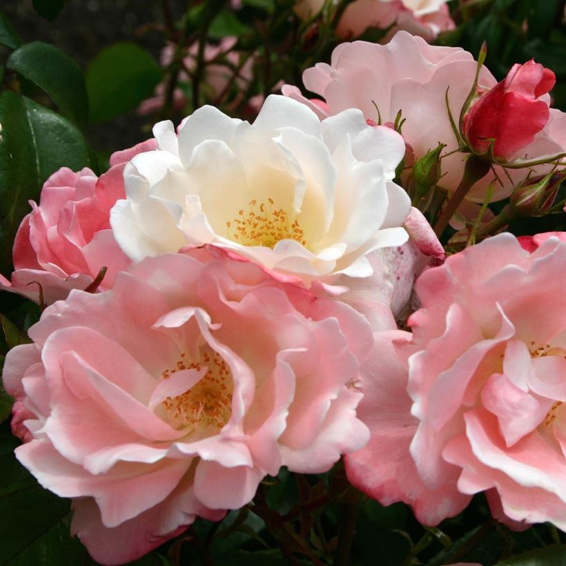 Rosa polyantha Nectar Garden Roseromantic (Fioritura)