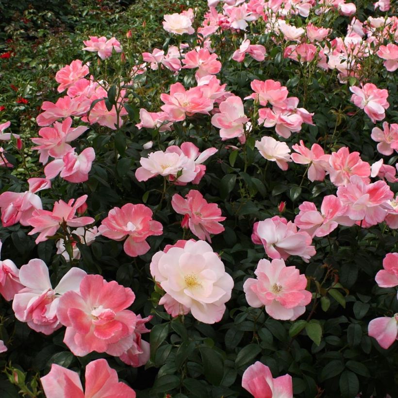 Rosa polyantha Nectar Garden Roseromantic (Porto)