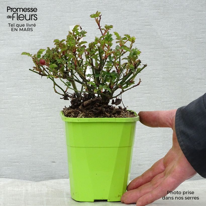 Rosa polyantha Nectar Garden Alexander von Humboldt Vaso da 1,5L/2L esemplare consegnato in primavera