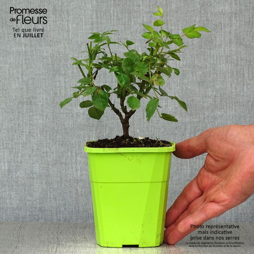 Esemplare di Rosa polyantha Nectar Garden Escimo Vaso da 4L/5L consegnato in estate