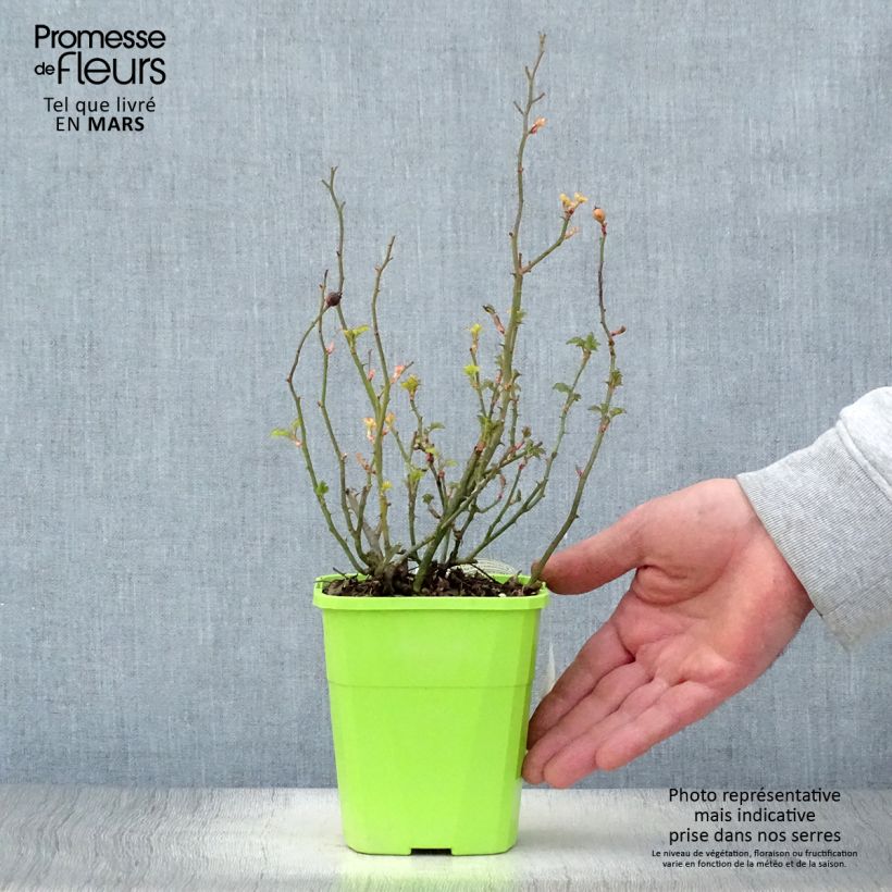 Rosa polyantha Nectar Garden Lilliput Lupo Vaso da 1,5L/2L esemplare consegnato in primavera