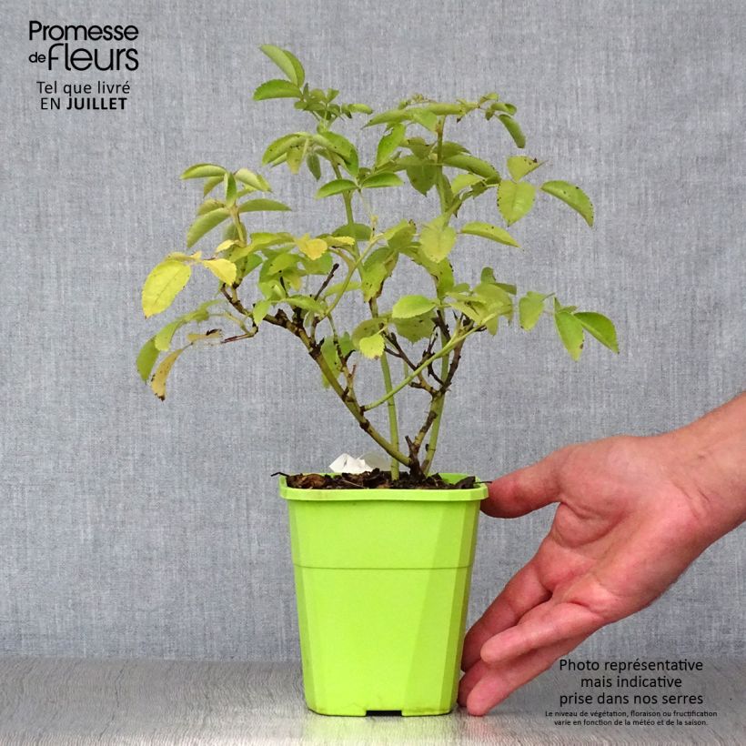 Esemplare di Rosa polyantha Nectar Garden Rekord Naturen Vaso da 1,5L/2L consegnato in estate