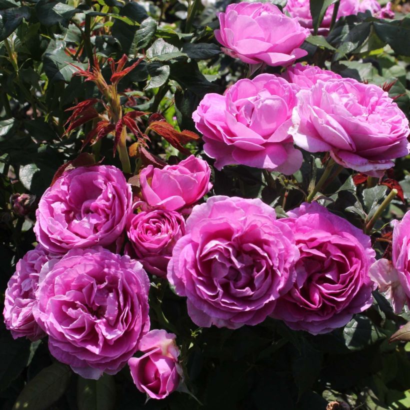 Rosa polyantha PARFUMA Catherine de Medicis (Fioritura)