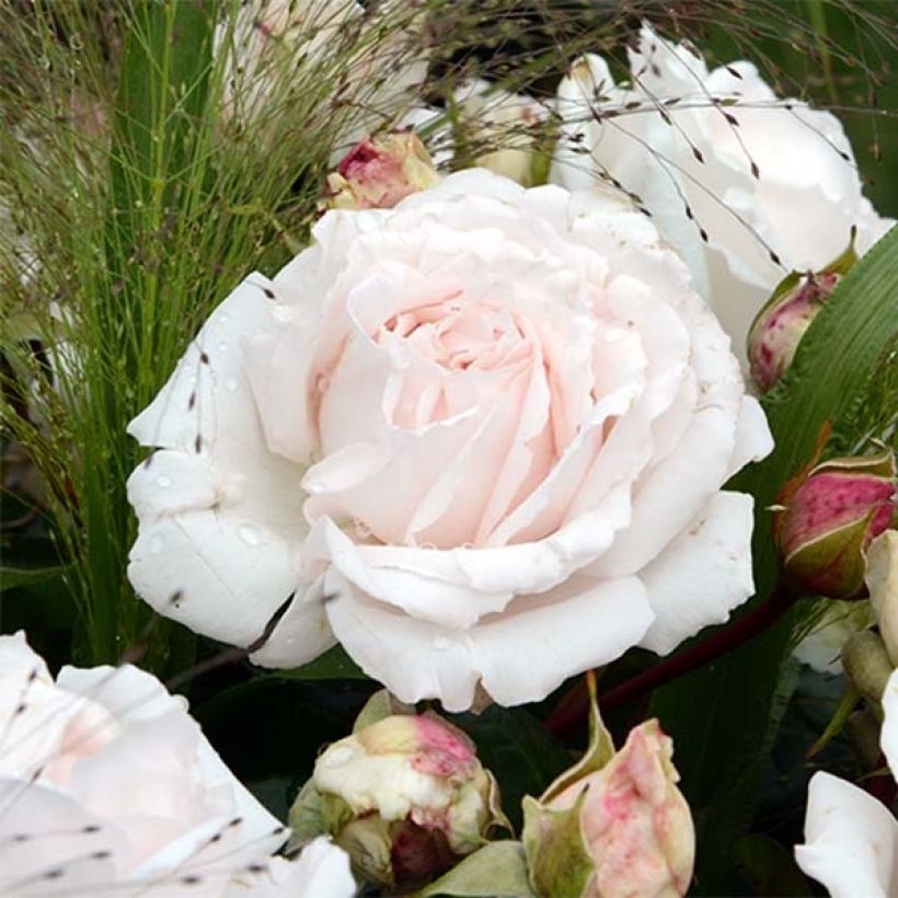 Rosa polyantha PARFUMA Constance Mozart (Fioritura)