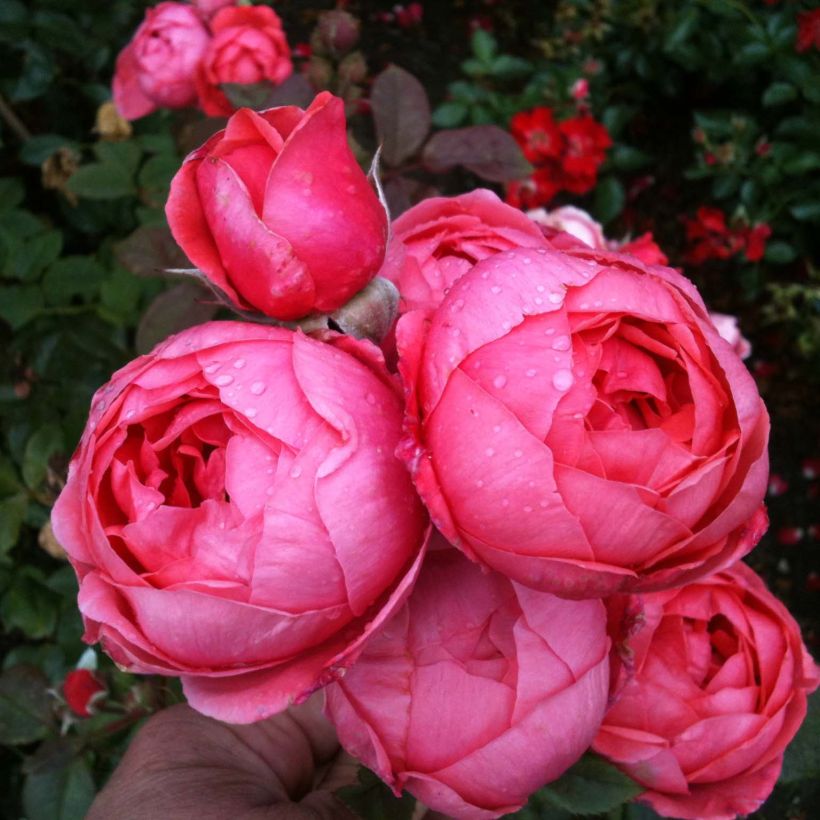Rosa polyantha PARFUMA Princesse de Jardin Marie José (Fioritura)
