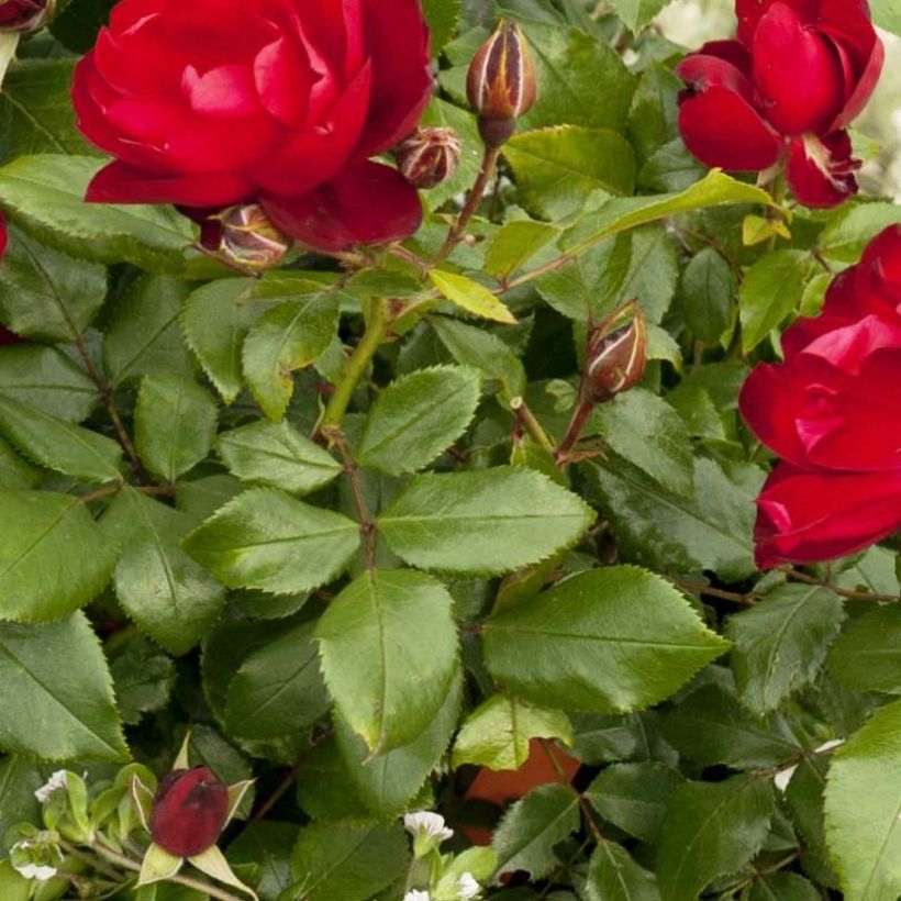Rosa polyantha PATIO ROSE Milano (Fogliame)