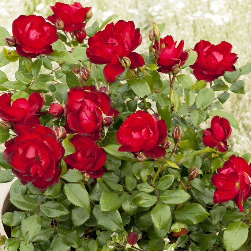 Rosa polyantha PATIO ROSE Milano (Fioritura)