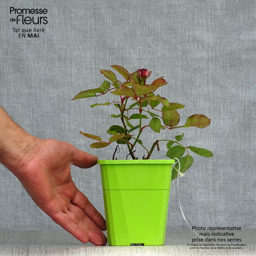 Rose a cespuglio Parfuma Comtesse Marie Henriette Vaso da 4L/5L esemplare consegnato in primavera