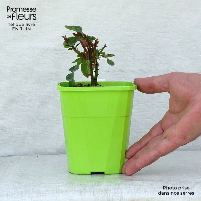 Esemplare di Rosa polyantha PARFUMA Constance Mozart Vaso da 1,5L/2L consegnato in estate