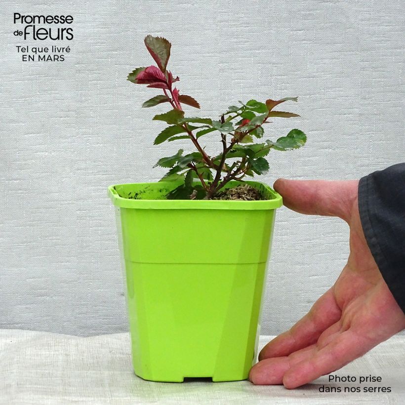 Rosa PATIO ROSE Impala KORsternfue - Rose ibrida di tea Vaso da 1,5L/2L esemplare consegnato in primavera