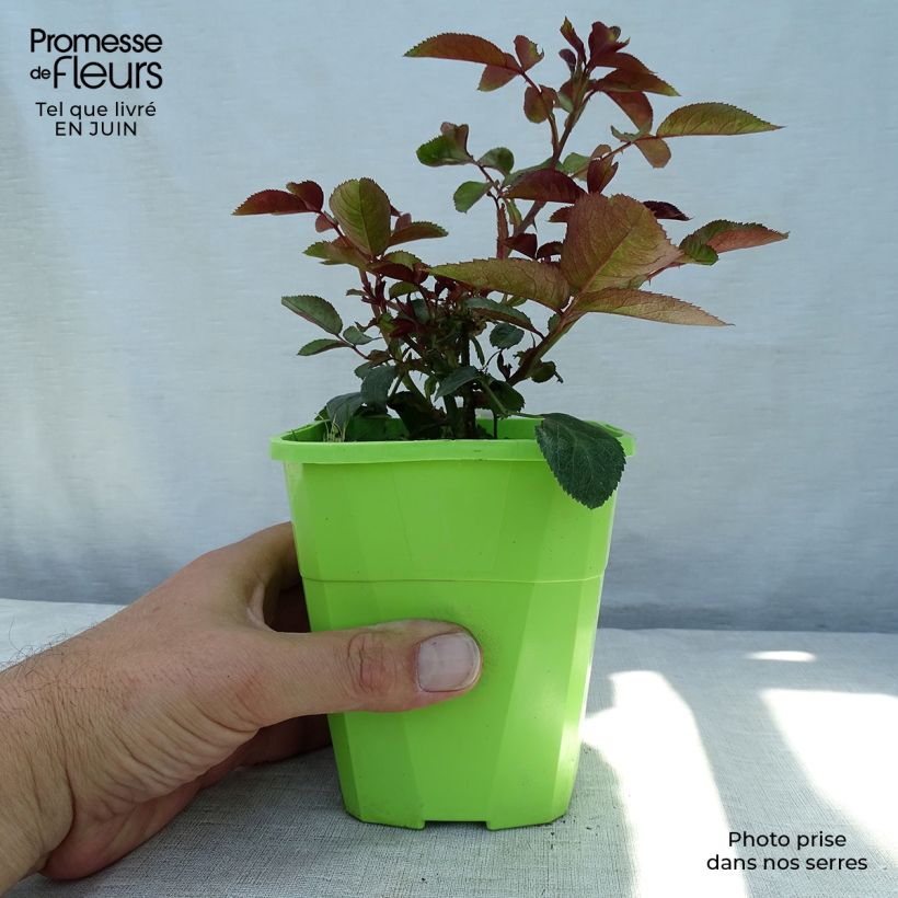 Esemplare di Rosa polyantha PATIO ROSE Milano Vaso da 1,5L/2L consegnato in estate