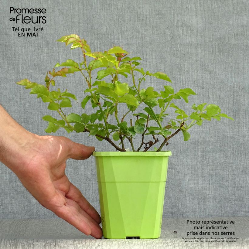 Rosa polyantha PATIO ROSE Moin Moin Vaso da 1,5L/2L esemplare consegnato in primavera