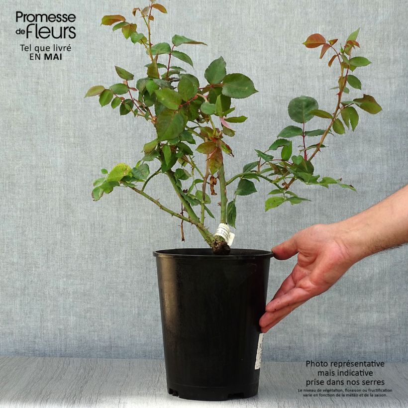 Rosa Princesse Astrid de Belgique - Rose ibrida di tea Vaso da 4L/5L esemplare consegnato in primavera