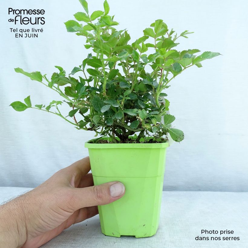 Esemplare di Rosa Rigo Rosen Innocencia Vaso da 3L/4L consegnato in estate
