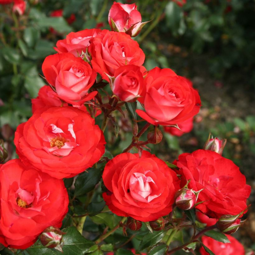 Rosa Rigo Rosen Princesse Disney (Fioritura)