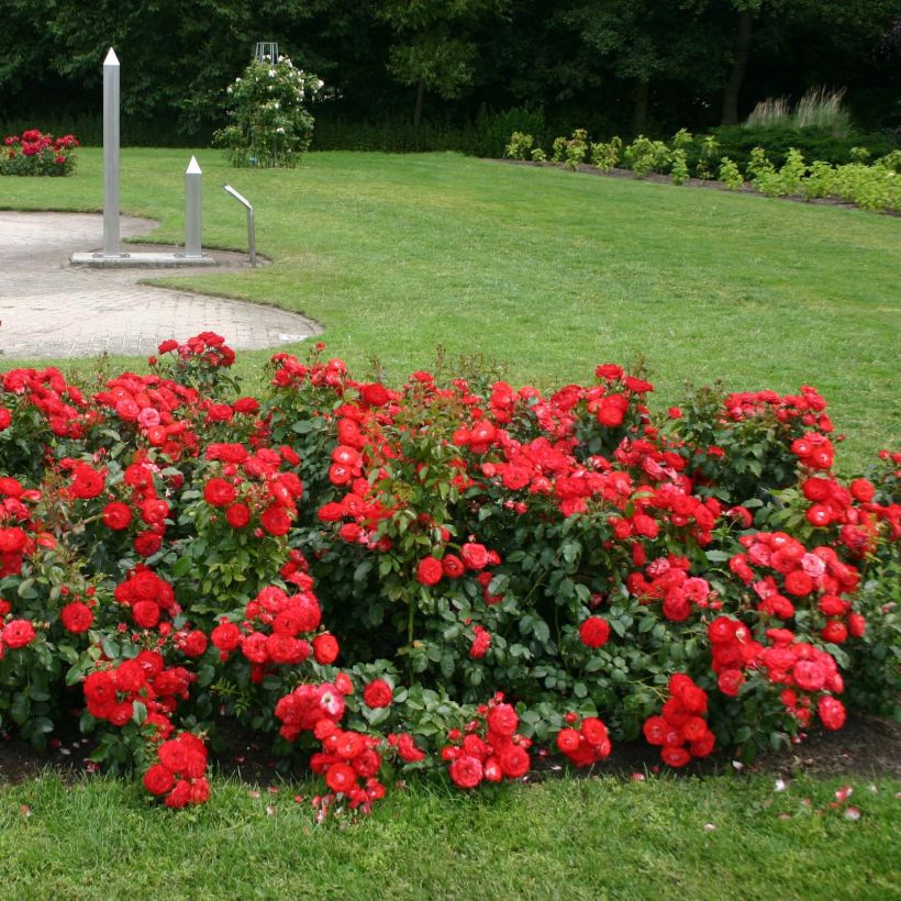 Rosa Rigo Rosen Princesse Disney (Porto)
