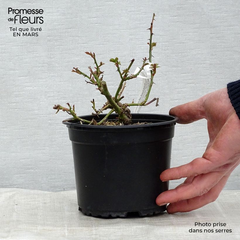 Rosa Rigo Rosen Solero Vaso da 1,5L/2L esemplare consegnato in primavera