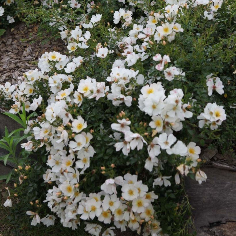 Rosa polyantha Rose du Soleil (Fioritura)