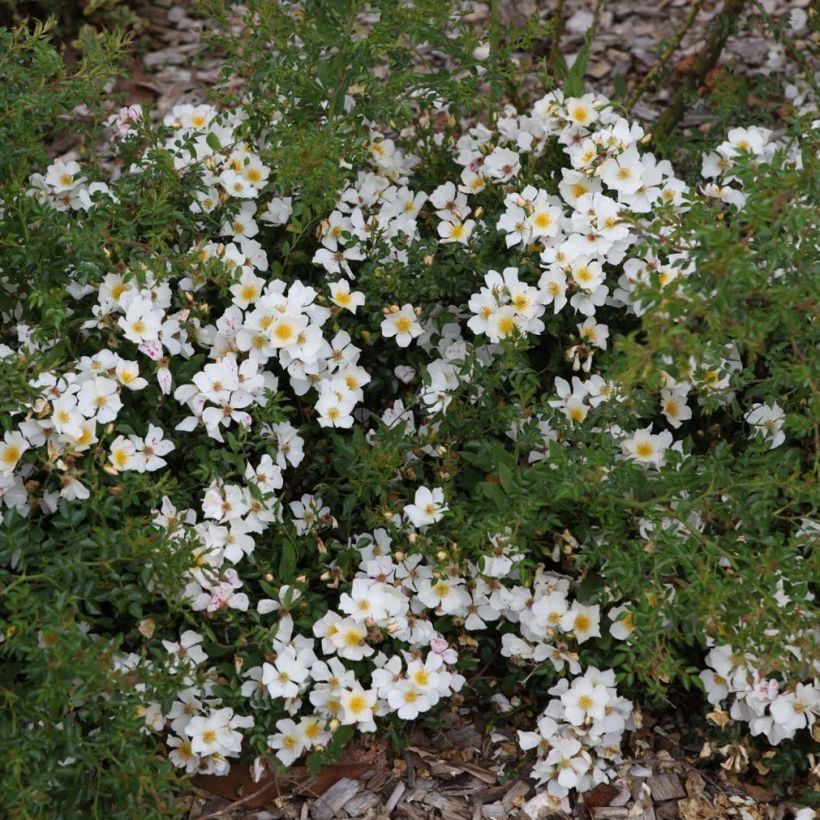 Rosa polyantha Rose du Soleil (Porto)