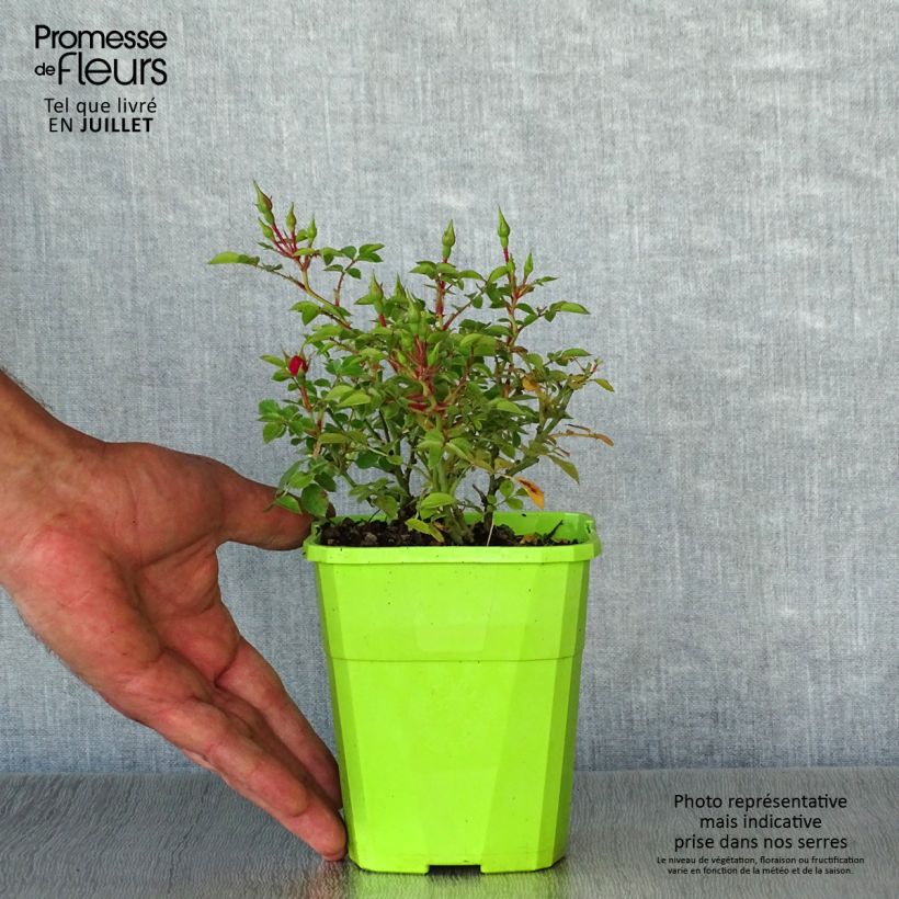 Esemplare di Rosa polyantha Knirps Vaso da 3L/4L consegnato in estate