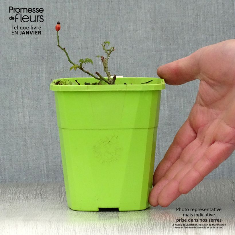 Rosa polyantha Rose du Soleil Vaso da 1,5L/2L esemplare consegnato in inverno