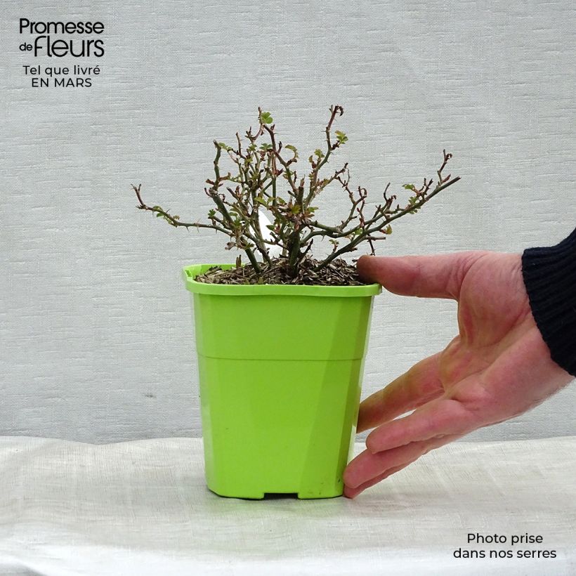 Rosa polyantha Rose du Soleil Vaso da 1,5L/2L esemplare consegnato in primavera
